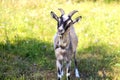 Goat portrait outside in summer. Two goats look at the camera. Toggenburg goat against nature green grass background