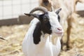 Goat portrait Royalty Free Stock Photo