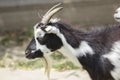 Goat portrait Royalty Free Stock Photo