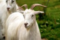 White long haired goat with horns and beard