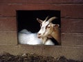 Goat Pose Royalty Free Stock Photo