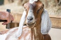 Goat posing at a country farm Royalty Free Stock Photo