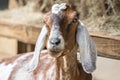 Goat posing at a country farm Royalty Free Stock Photo