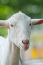 Goat posing at a country farm Royalty Free Stock Photo