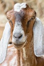 Goat posing at a country farm Royalty Free Stock Photo