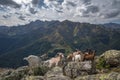 Goat in the pyrennes mountains Royalty Free Stock Photo