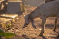 Goat for Qurban Eid al-Adha.