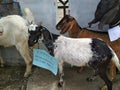 Goat For Qurban Iedul Adha Royalty Free Stock Photo