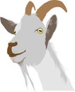 Goat or ram head, Icon, logo, vector graphics. Royalty Free Stock Photo