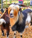 Goat with red bangs, kibbutz Royalty Free Stock Photo