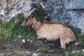Goat red a brown color look in a chamber on background landscape ÃÂ°lpine mountain in nature country, flock wool kid Royalty Free Stock Photo