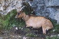 Goat red a brown color look in a chamber on background landscape ÃÂ°lpine mountain in nature country, flock wool kid