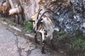 Goat red a brown color look in a chamber on background landscape ÃÂ°lpine mountain in nature country, flock wool kid, animal Royalty Free Stock Photo