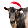 Goat in a red hat looking at camera on white background Royalty Free Stock Photo