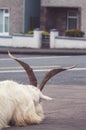 Goat resting head on a street