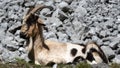 Goat Resting on Rocky Terrain Royalty Free Stock Photo