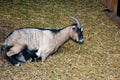 Goat resting on straw