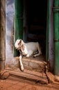 Goat resting