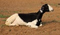 Goat resting and watching on river bank Royalty Free Stock Photo