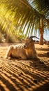 Goat rests in shade under palm sunbeams filtering down Royalty Free Stock Photo