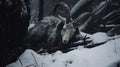 Mystical Goat Horns: A Dark Snowy Forest Matte Painting