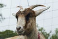 Goat lying uninterested on a pasture Royalty Free Stock Photo