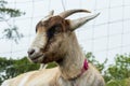 Goat lying uninterested on a pasture Royalty Free Stock Photo