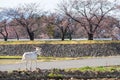 Goat on road with cherry sakura tree, Matsumoto Royalty Free Stock Photo