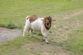 Goat running around in a field Royalty Free Stock Photo