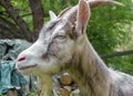 Goat in a rural yard summer day Royalty Free Stock Photo