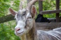 Goat in a rural yard summer day Royalty Free Stock Photo