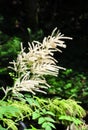 Goat's beard (Aruncus dioicus)