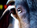 Goat`s eye