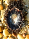 Goat's eye limpet