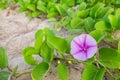 Goat's Foot Creeper or Beach Morning Glory (Scientific Name : Ipomoea Pes-caprae)