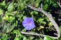 Seaside Morning Glory flowers Royalty Free Stock Photo