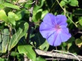 Seaside Morning Glory flowers Royalty Free Stock Photo