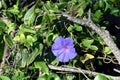 Seaside Morning Glory flowers Royalty Free Stock Photo