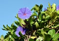 Seaside Morning Glory flowers Royalty Free Stock Photo