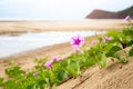 Goat`s Foot Creeper or Morning glory beach flower blooming