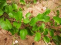 Goat`s Foot Creeper Scientific name: Ipomoea pes-caprae Royalty Free Stock Photo