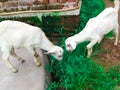 Goat`s kid eating grass