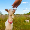 The goat`s muzzle stretches to the man`s hand Royalty Free Stock Photo