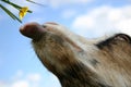 A goat: It's time to eat! Royalty Free Stock Photo