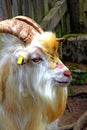 Goat in the Saanen Valley