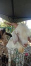 goat in sably goat farm with bohr goats