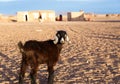Goat in the Sahara desert Royalty Free Stock Photo