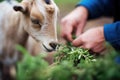 goat sampling different herbs in a herb garden