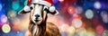 goat in santa's hat year of the goat. Selective focus. Royalty Free Stock Photo