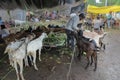 Goat seller feeding goats which are being sold in market during